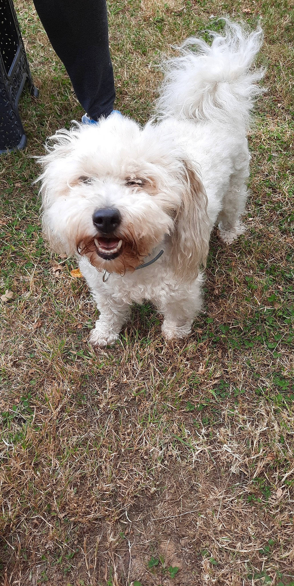 Darling a rejoint le concours — aidez-le/la à gagner de superbes lots ! canidae, carnivore, companion_dog, dog, dog_breed, fur, grass, maltepoo, non_sporting_group, small_terrier, snout, sporting_group, terrier, toy_dog