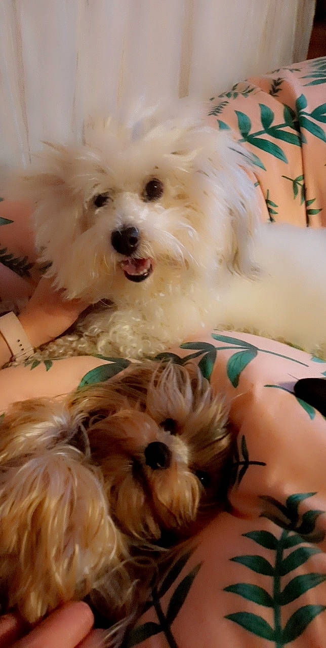 Darling participe au concours pour gagner de l'argent avec cette photo : blue, canidae, carnivore, companion_dog, dog, dog_breed, dog_supply, fur, happy, maltepoo, non_sporting_group, small_terrier, snout, sporting_group, sunglasses, toy_dog, working_animal, yorkipoo