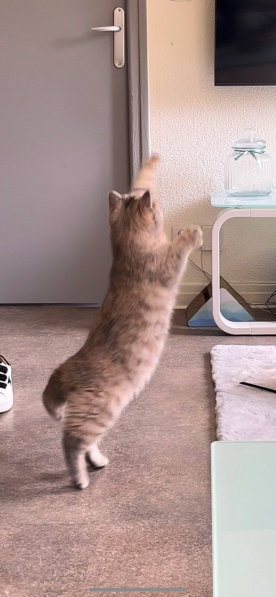 Tya a rejoint le concours — aidez-le/la à gagner de superbes lots ! carnivore, cat, comfort, domestic_short_haired_cat, felidae, flooring, fur, grey, home_appliance, kitchen_appliance, output_device, paw, room, sitting, small_to_medium_sized_cats, table, tail, whiskers, window, wood