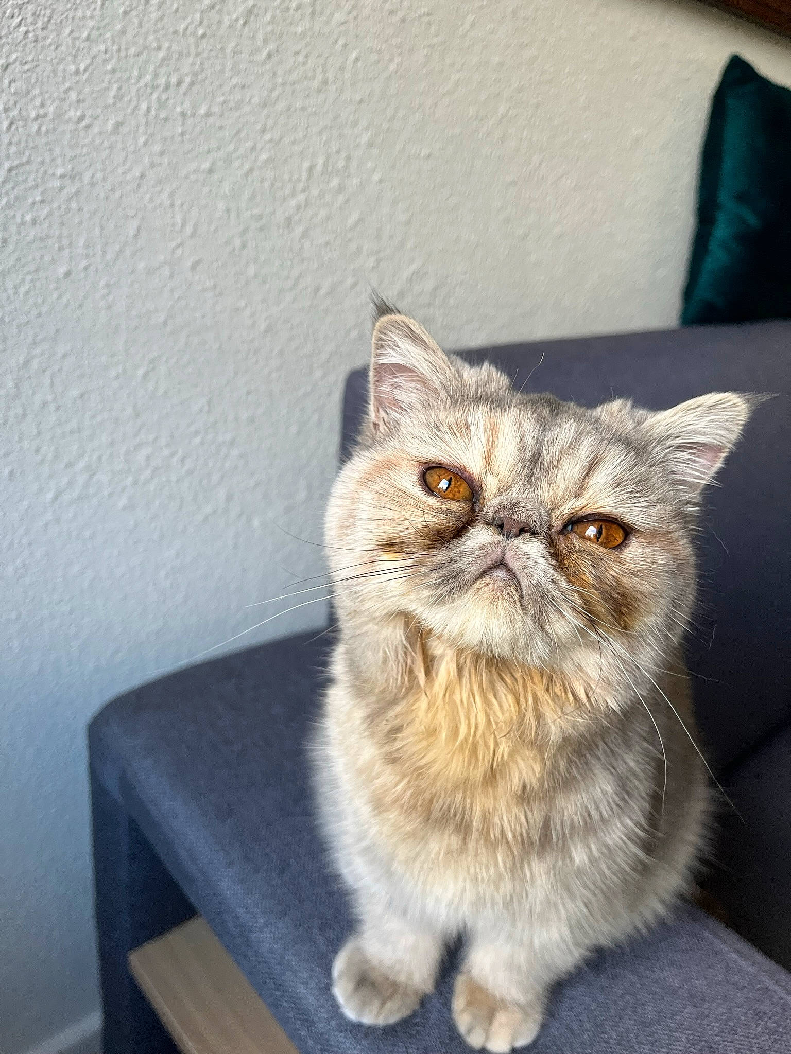 Tya a rejoint le concours — aidez-le/la à gagner de superbes lots ! art, carnivore, cat, domestic_short_haired_cat, fawn, felidae, fur, grey, paw, plant, sitting, small_to_medium_sized_cats, snout, tail, terrestrial_animal, whiskers, window, wood