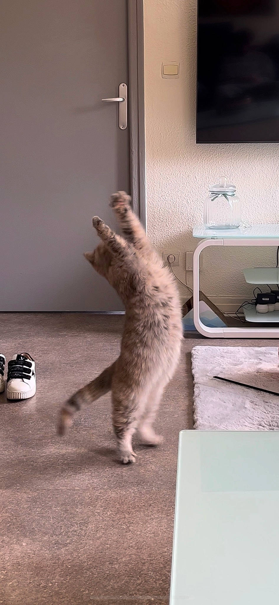 Tya participe au concours pour gagner de l'argent avec cette photo : carnivore, cat, comfort, domestic_short_haired_cat, felidae, flooring, fur, grey, hardwood, home_appliance, paw, room, sitting, small_to_medium_sized_cats, tail, whiskers, wood