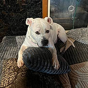 The Boy joined the competition — help win amazing prizes! animal, comfort, couch, cozy, dog, domestic, ears, face, fur, furniture, home, indoors, looking, nose, paw, pet, pillows, relaxed, resting, white_dog