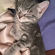 Ophelia joined the competition — help win amazing prizes! kitten, cat, tabby, sleeping, nap, whiskers, pink_nose, paw, fur, ear, close_up, cozy, blanket, silk, fabric, domestic_animal, pet, stripes, human_lap, cuddly