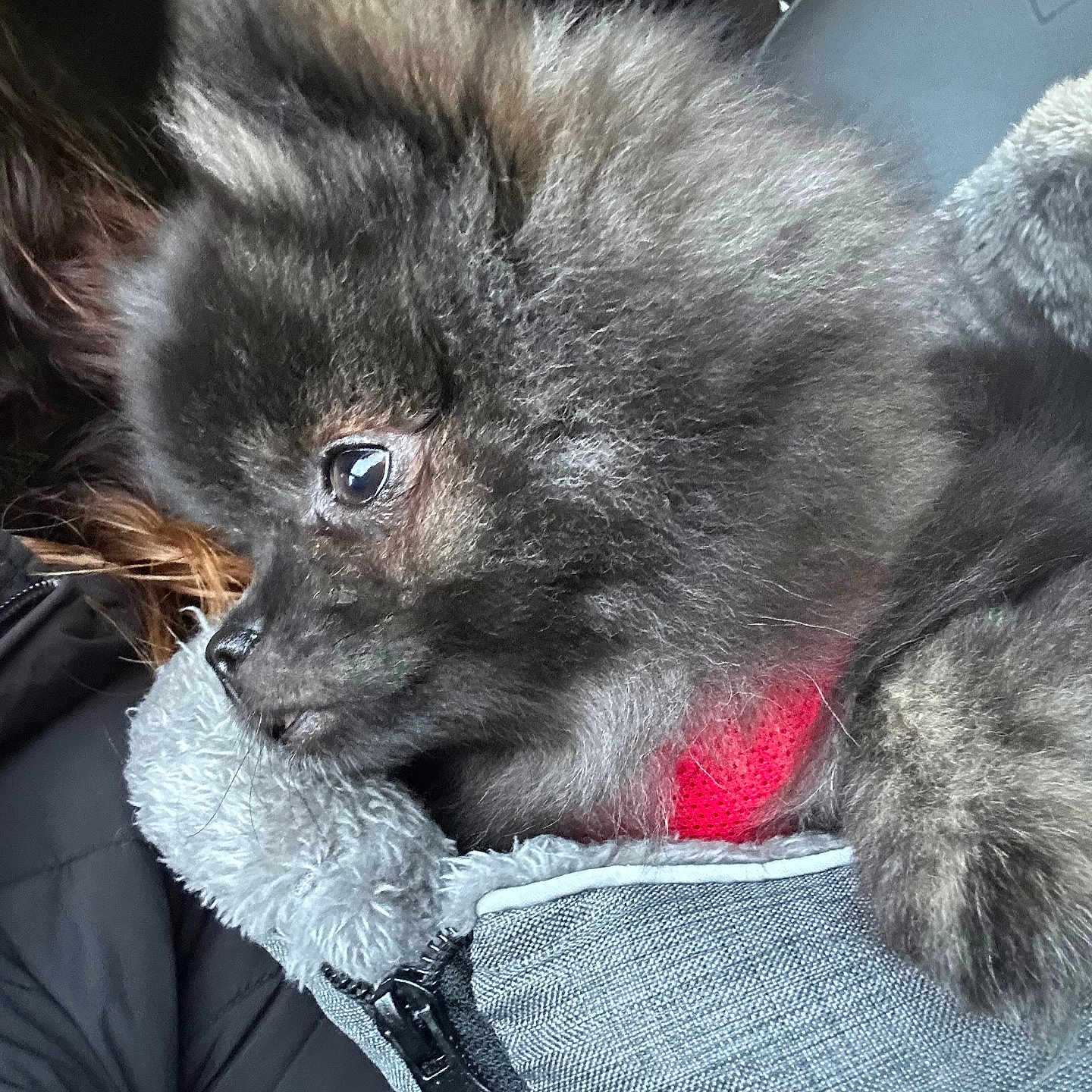 Aïko participe au concours pour gagner de l'argent avec cette photo : animal, canine, cat, clothing, coat, cockerspaniel, couch, coyote, dog, eskimodog, fur, furniture, jacket, kitten, papillon, person, pet, puppy, sleeping, wolf