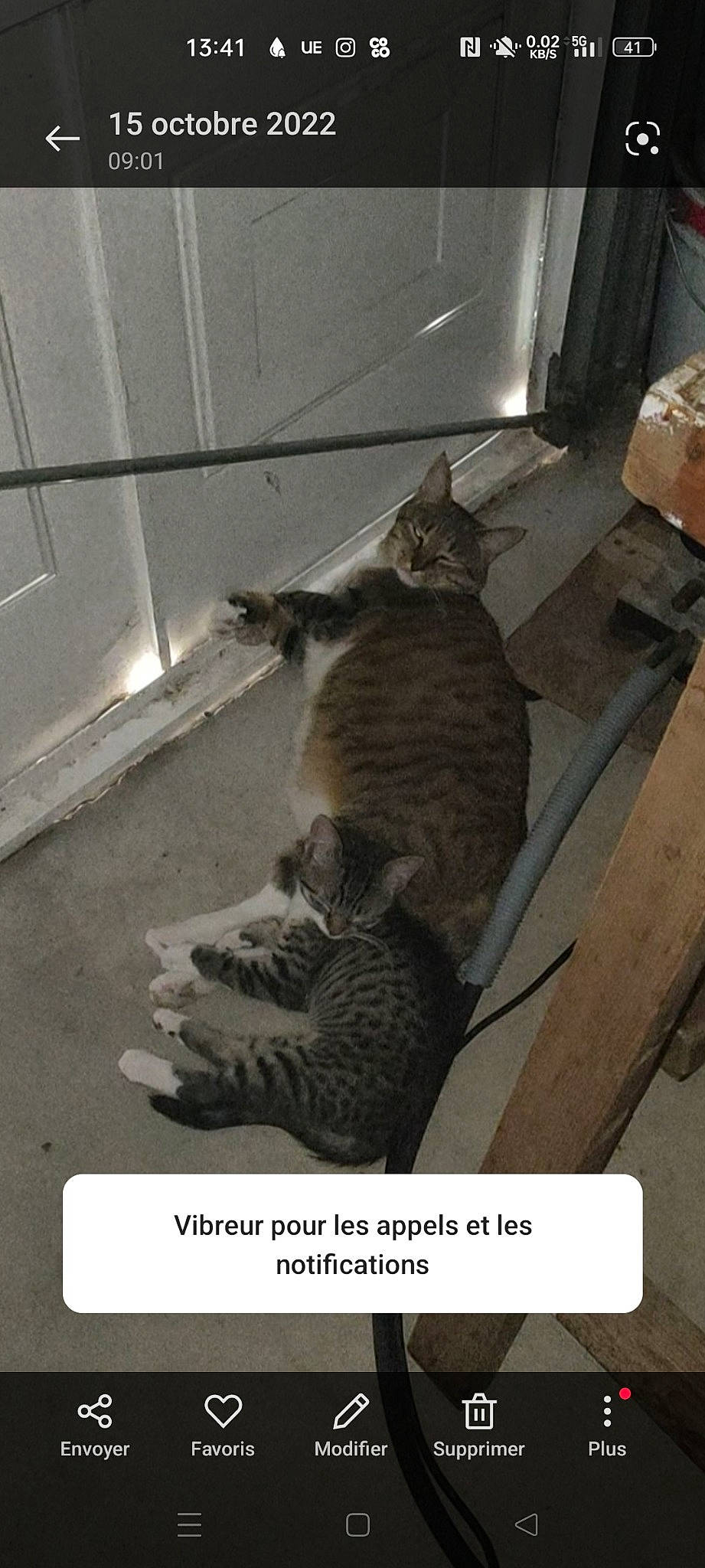 Tika participe au concours pour gagner de l'argent avec cette photo : carnivore, cat, claw, domestic_short_haired_cat, felidae, floor, flooring, fur, hardwood, paw, photo_caption, room, small_to_medium_sized_cats, tail, terrestrial_animal, whiskers, wood