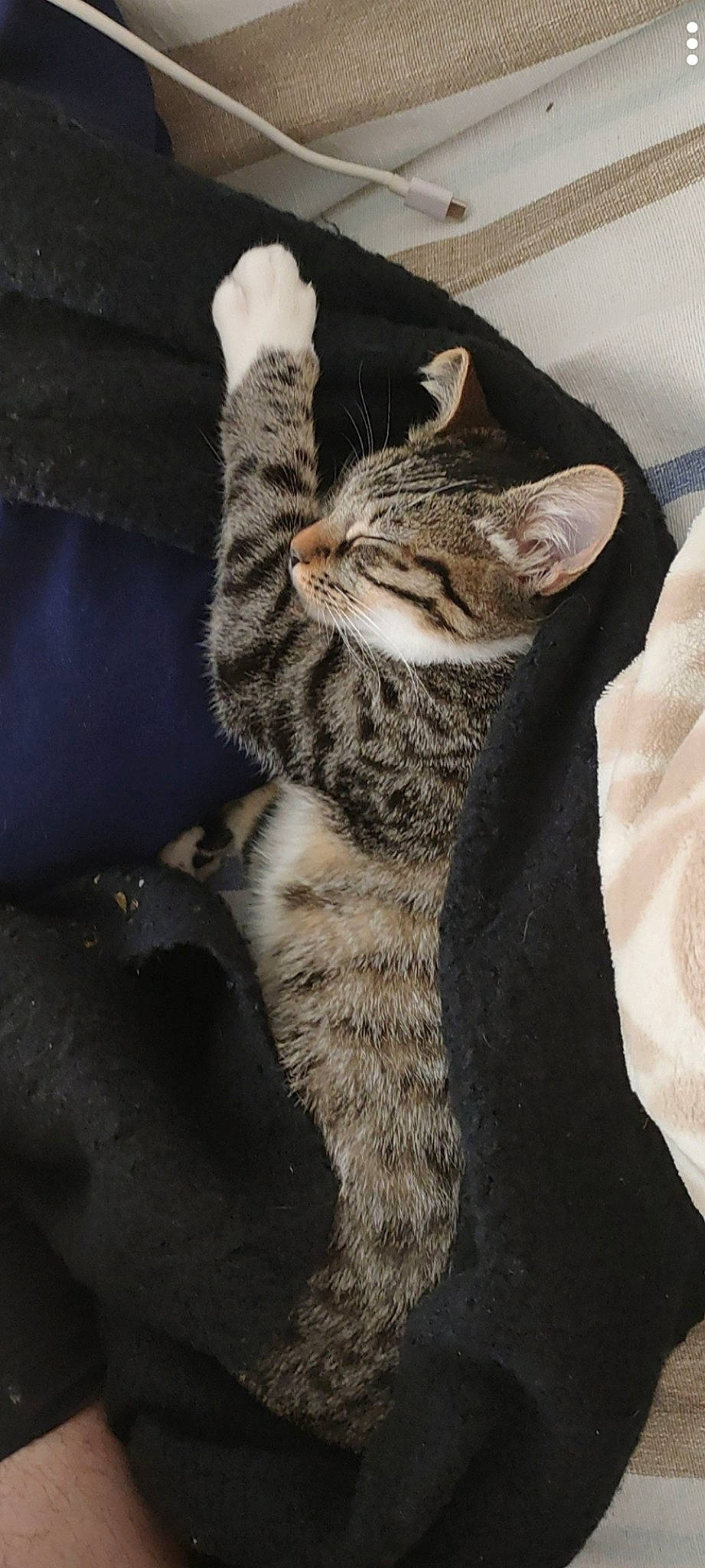 Tika participe au concours pour gagner de l'argent avec cette photo : carnivore, cat, claw, domestic_short_haired_cat, felidae, fur, paw, small_to_medium_sized_cats, tail, terrestrial_animal, whiskers