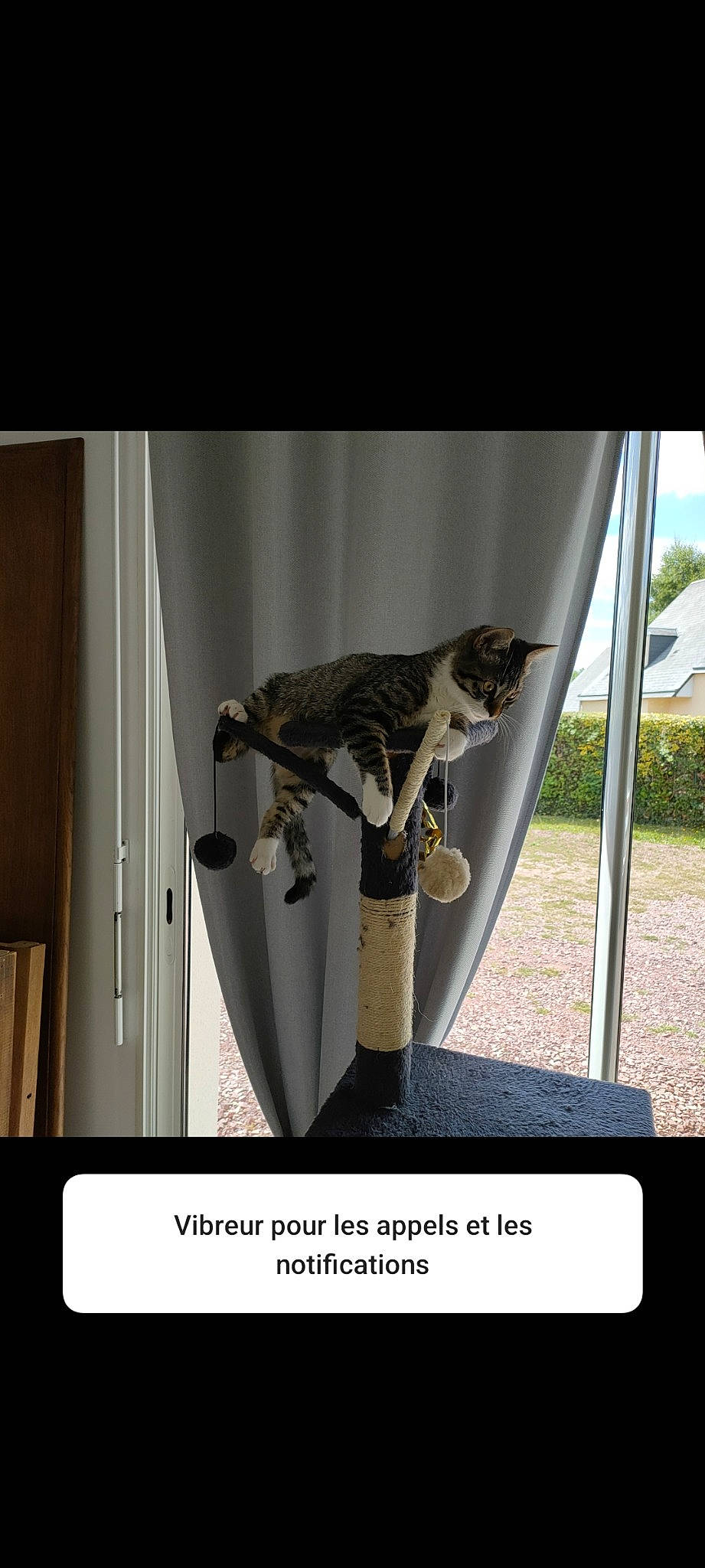 Tika a rejoint le concours — aidez-le/la à gagner de superbes lots ! carnivore, eyewear, fawn, felidae, font, fur, lemur, metal, photo_caption, plant, primate, room, shade, small_to_medium_sized_cats, tail, terrestrial_animal, trophy, whiskers, wildlife, wood