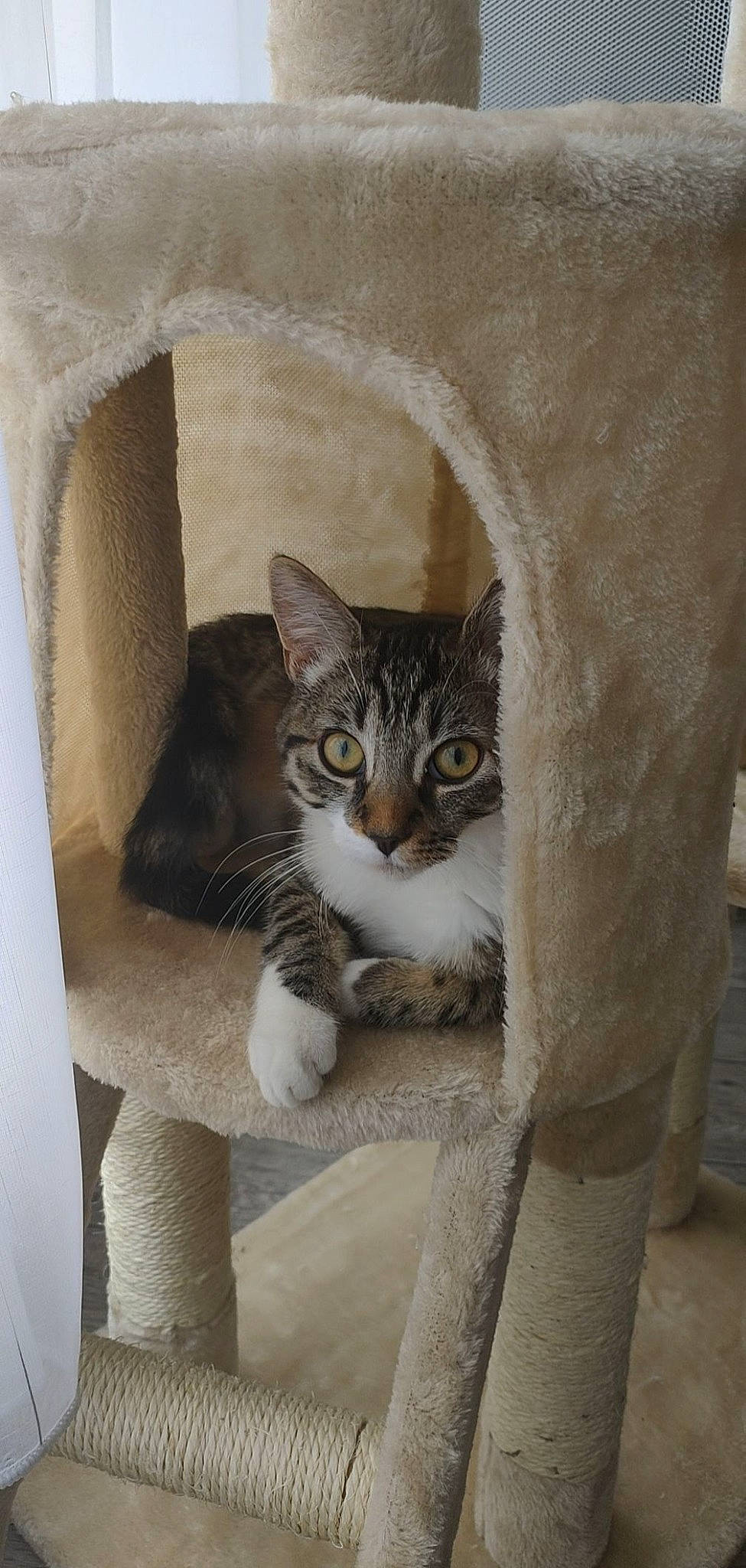 Tika a rejoint le concours — aidez-le/la à gagner de superbes lots ! box, cardboard, carnivore, cat, cat_supply, comfort, domestic_short_haired_cat, door, felidae, fur, grey, paw, pet_supply, small_to_medium_sized_cats, snout, tail, terrestrial_animal, whiskers, window, wood