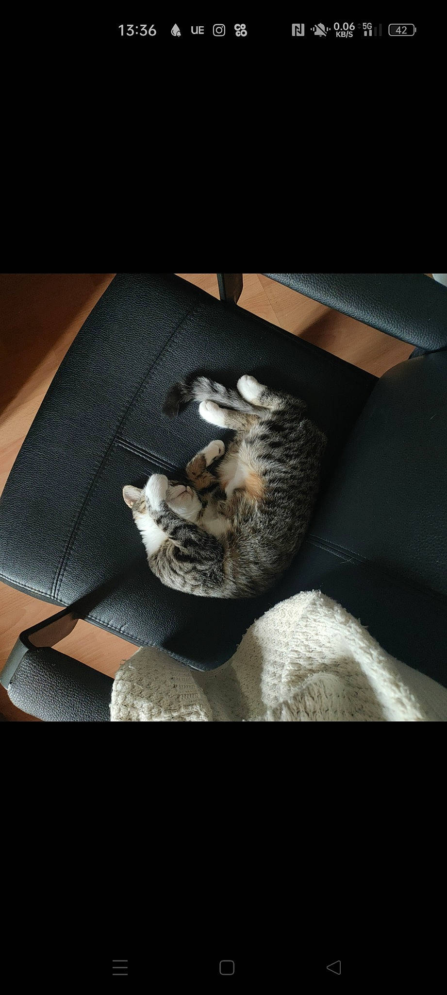 Tika participe au concours pour gagner de l'argent avec cette photo : car_seat, carnivore, chair, comfort, companion_dog, darkness, dress, eyewear, fashion_accessory, fawn, felidae, flash_photography, fur, pattern, paw, photo_caption, sleeve, small_to_medium_sized_cats, tail, whiskers