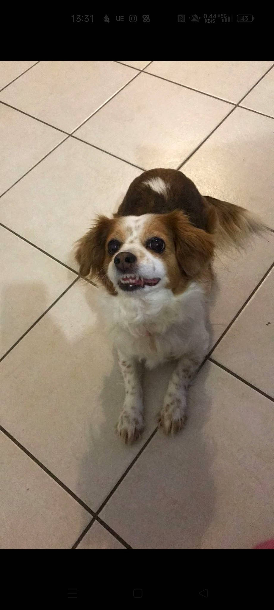 Praline a rejoint le concours — aidez-le/la à gagner de superbes lots ! canidae, carnivore, cavalier_king_charles_spaniel, companion_dog, dog, dog_breed, door, fawn, flooring, fur, hardwood, king_charles_spaniel, liver, snout, spaniel, tile_flooring, toy_dog, whiskers, wood, working_animal