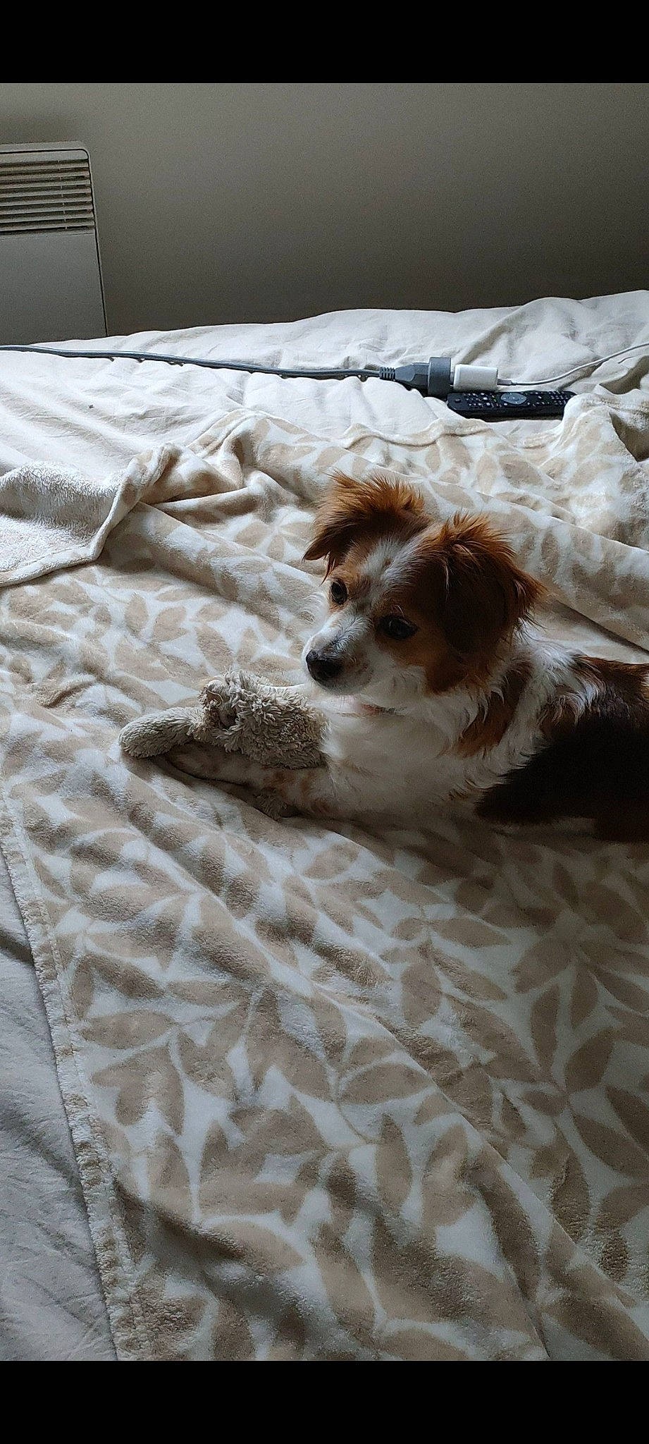 Praline a rejoint le concours — aidez-le/la à gagner de superbes lots ! bed, bed_sheet, bedding, carnivore, comfort, companion_dog, dog, dog_breed, door, duvet, fawn, flooring, fur, hardwood, linens, liver, room, sporting_group, toy_dog, wood