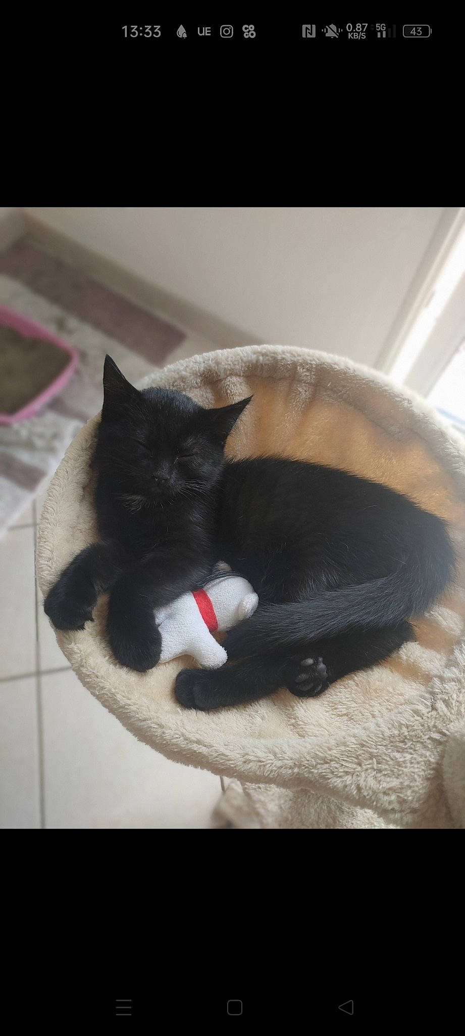 Felicia participe au concours pour gagner de l'argent avec cette photo : black_cat, canidae, carnivore, cat, cat_bed, cat_furniture, cat_supply, chair, claw, comfort, domestic_short_haired_cat, felidae, fur, grey, paw, pet_supply, small_to_medium_sized_cats, snout, tail, whiskers