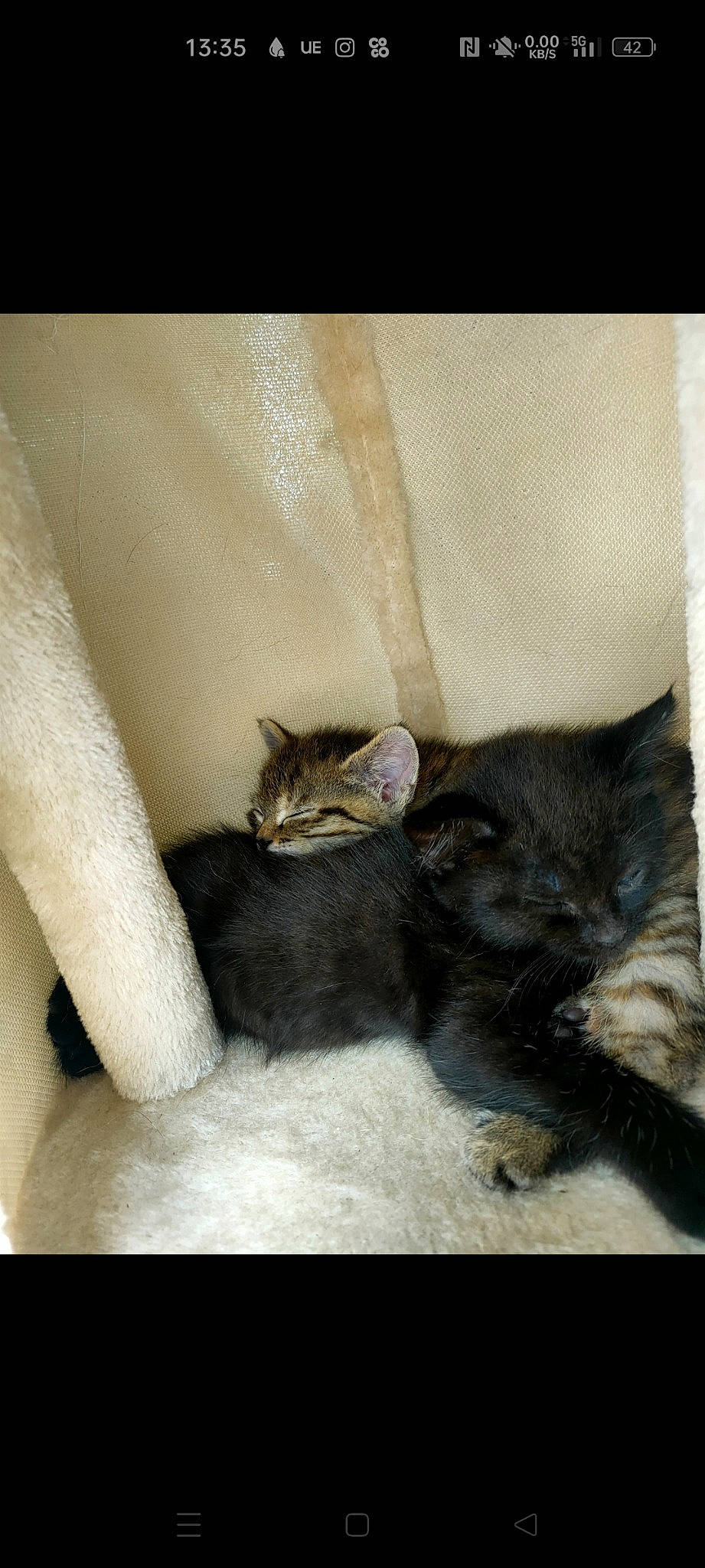 Diana participe au concours pour gagner de l'argent avec cette photo : carnivore, cat, cat_supply, claw, comfort, domestic_short_haired_cat, felidae, fur, grey, paw, small_to_medium_sized_cats, tail, terrestrial_animal, whiskers