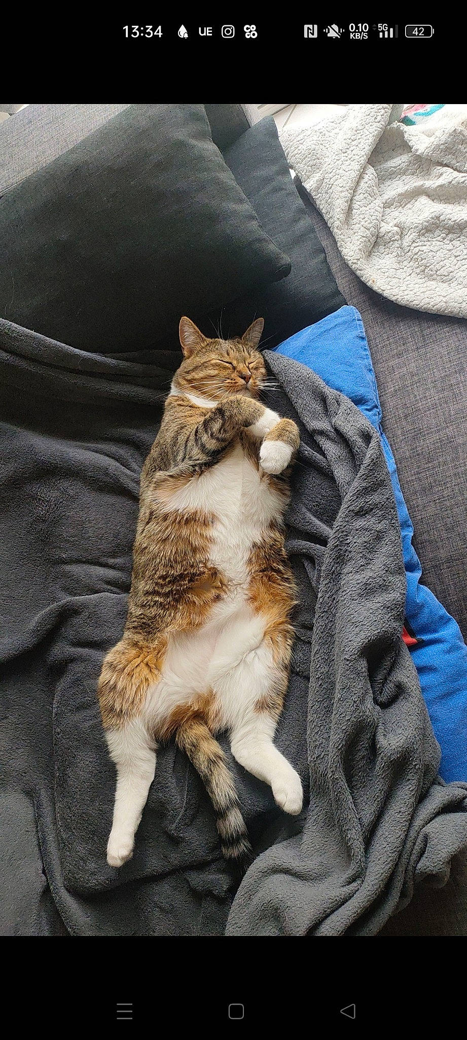 Princesse a rejoint le concours — aidez-le/la à gagner de superbes lots ! carnivore, cat, claw, comfort, denim, domestic_short_haired_cat, electric_blue, felidae, fur, linens, nap, paw, sitting, sleeve, small_to_medium_sized_cats, snout, tail, terrestrial_animal, whiskers