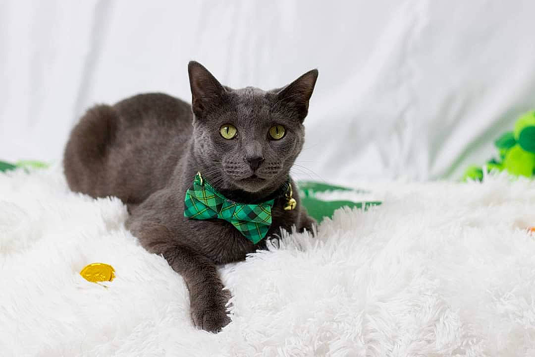 Corvo is registered to the contest to win money with this photo: black_cat, bombay, carnivore, cat, claw, collar, domestic_short_haired_cat, eye, felidae, fur, havana_brown, russian_blue, small_to_medium_sized_cats, snout, snow, tail, terrestrial_animal, whiskers, window, winter