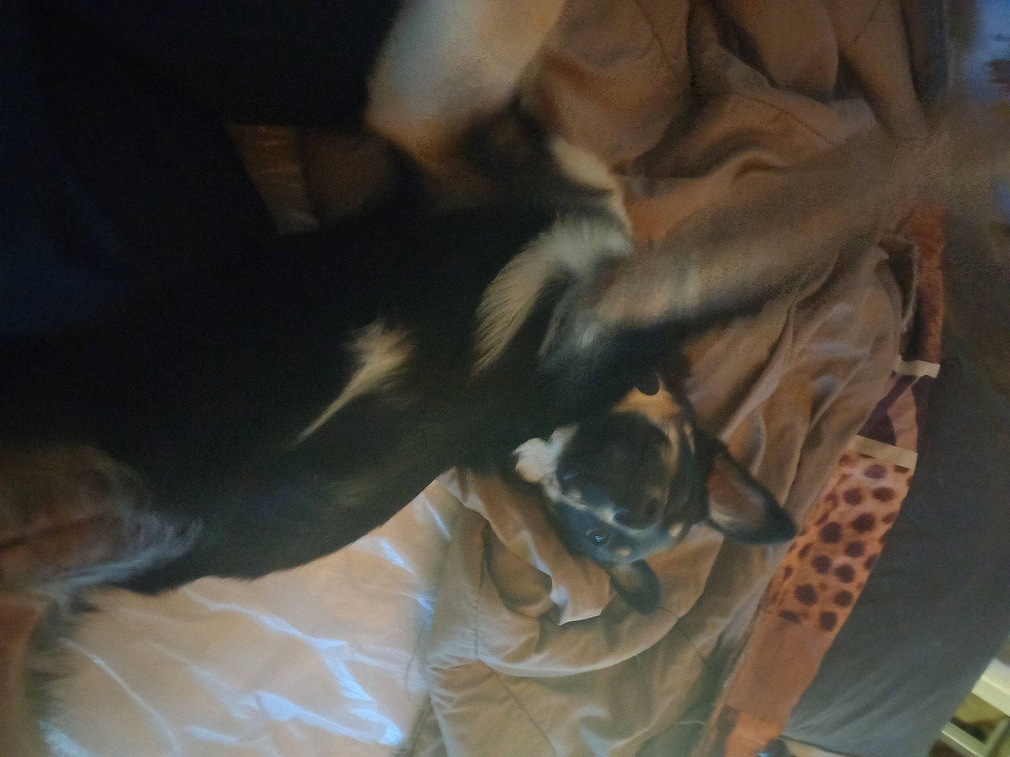 Gipsy a rejoint le concours — aidez-le/la à gagner de superbes lots ! canidae, carnivore, comfort, companion_dog, dog, dog_breed, fawn, felidae, fur, guard_dog, human_leg, non_sporting_group, paw, small_to_medium_sized_cats, sporting_group, tail, wood, working_animal, wrinkle