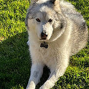 Naïko a rejoint le concours — aidez-le/la à gagner de superbes lots ! dog, husky, canine, pet, animal, grass, outdoor, sunlight, fur, relaxed, lying_down, nature, mammal, collar, tag, daytime, portrait, looking_at_camera, fluffy, companion