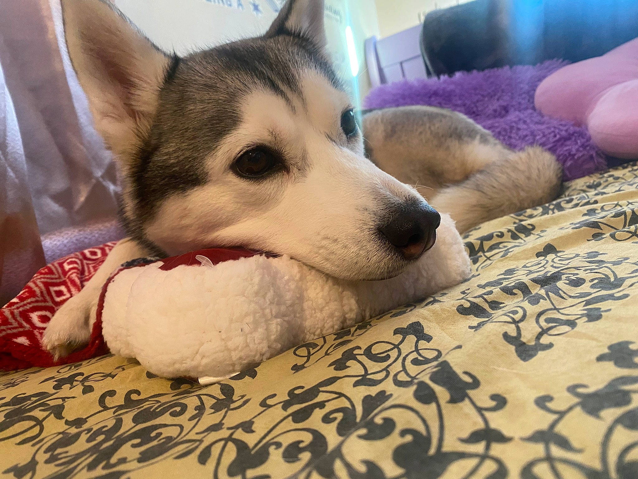 Akira is registered to the contest to win money with this photo: canis, carnivore, comfort, companion_dog, couch, dog, dog_breed, fawn, flooring, foot, fur, herding_dog, linens, paw, sled_dog, small_to_medium_sized_cats, snout, terrestrial_animal, whiskers, working_dog