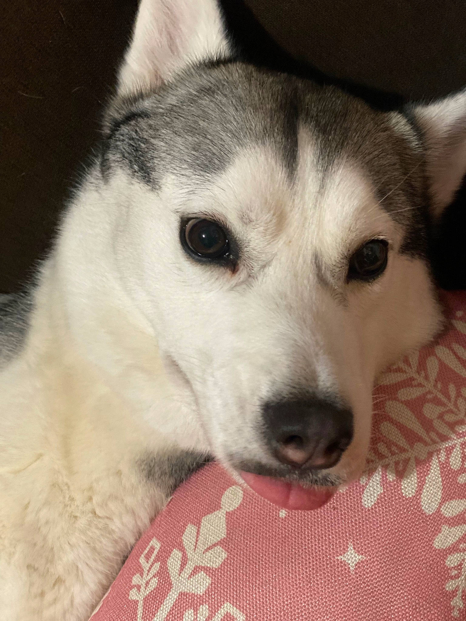 Akira is registered to the contest to win money with this photo: ancient_dog_breeds, canidae, carnivore, comfort, companion_dog, dog, dog_breed, fur, monochrome, monochrome_photography, non_sporting_group, pattern, plaid, terrestrial_animal, whiskers, working_animal, working_dog