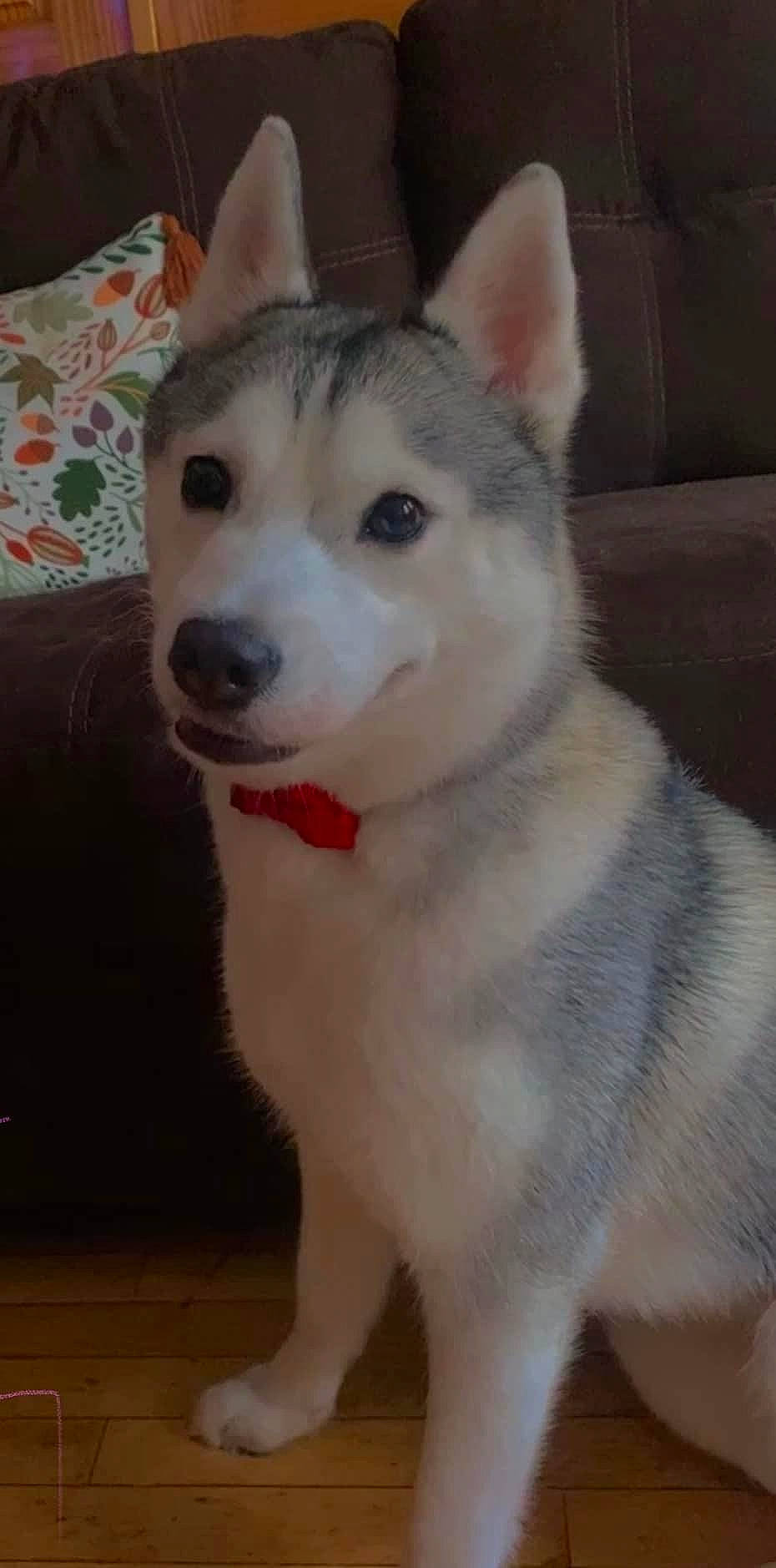 Akira is registered to the contest to win money with this photo: ancient_dog_breeds, canidae, canis, carnivore, companion_dog, couch, dog, dog_breed, flooring, fur, jaw, non_sporting_group, pillow, sled_dog, snout, sporting_group, terrestrial_animal, whiskers, working_animal, working_dog