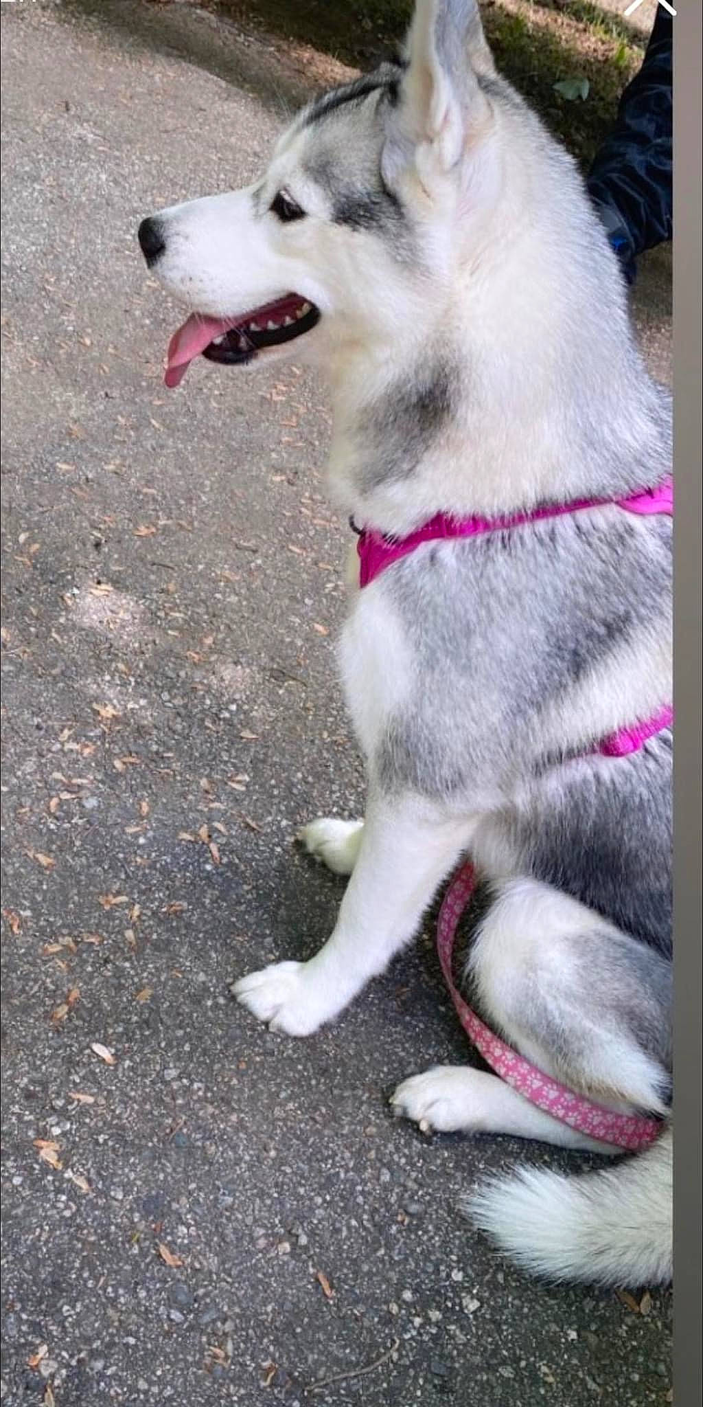 Akira joined the competition — help win amazing prizes! asphalt, canidae, carnivore, collar, companion_dog, dog, dog_breed, dog_collar, dog_supply, fashion_accessory, fawn, fur, leash, paw, pet_supply, road_surface, sled_dog, snout, sporting_group, tail