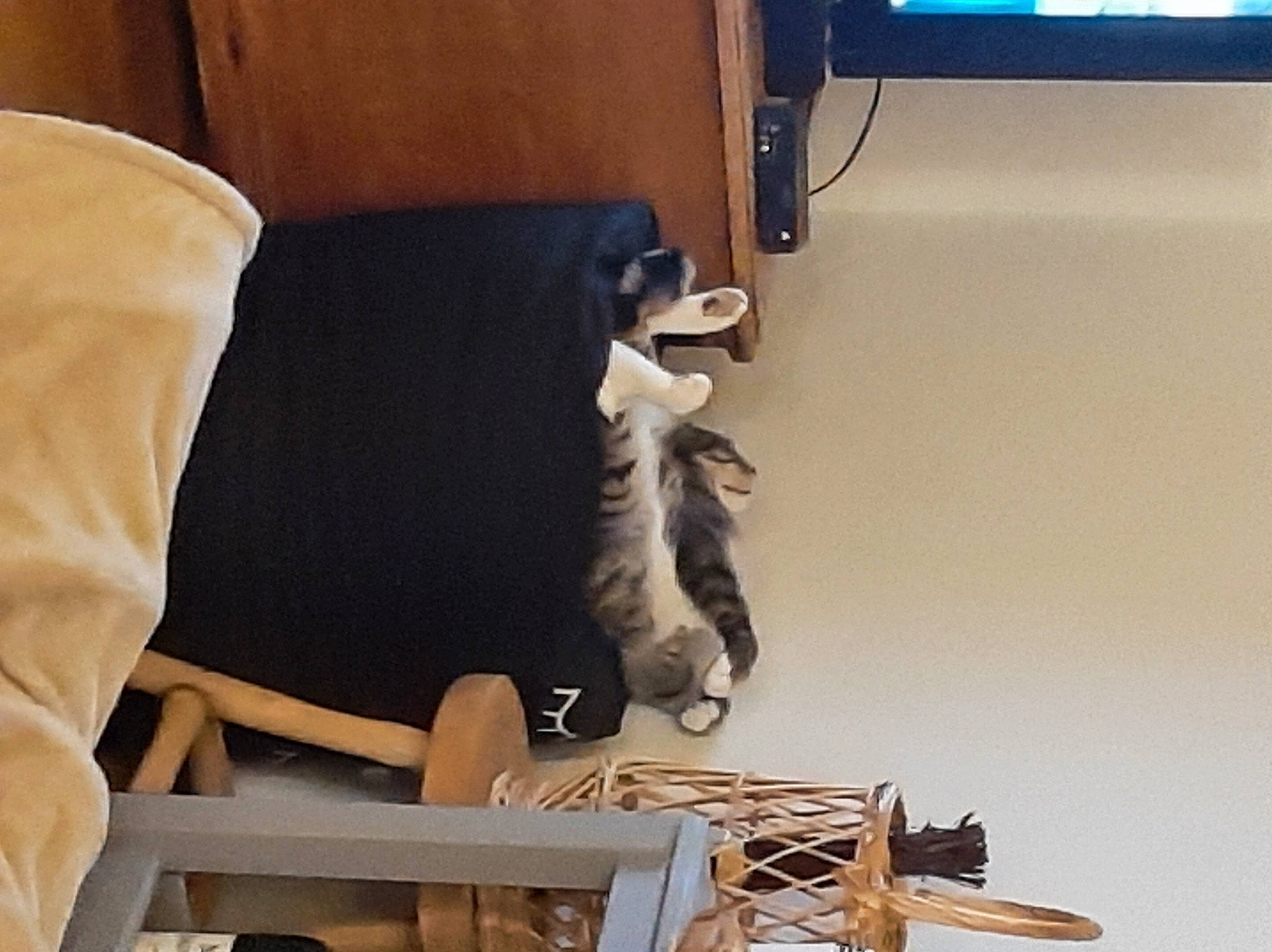 Wally participe au concours pour gagner de l'argent avec cette photo : armrest, chair, comfort, companion_dog, couch, flooring, fur, hardwood, human_leg, pillow, plywood, room, slipcover, studio_couch, throw_pillow, visual_arts, wood