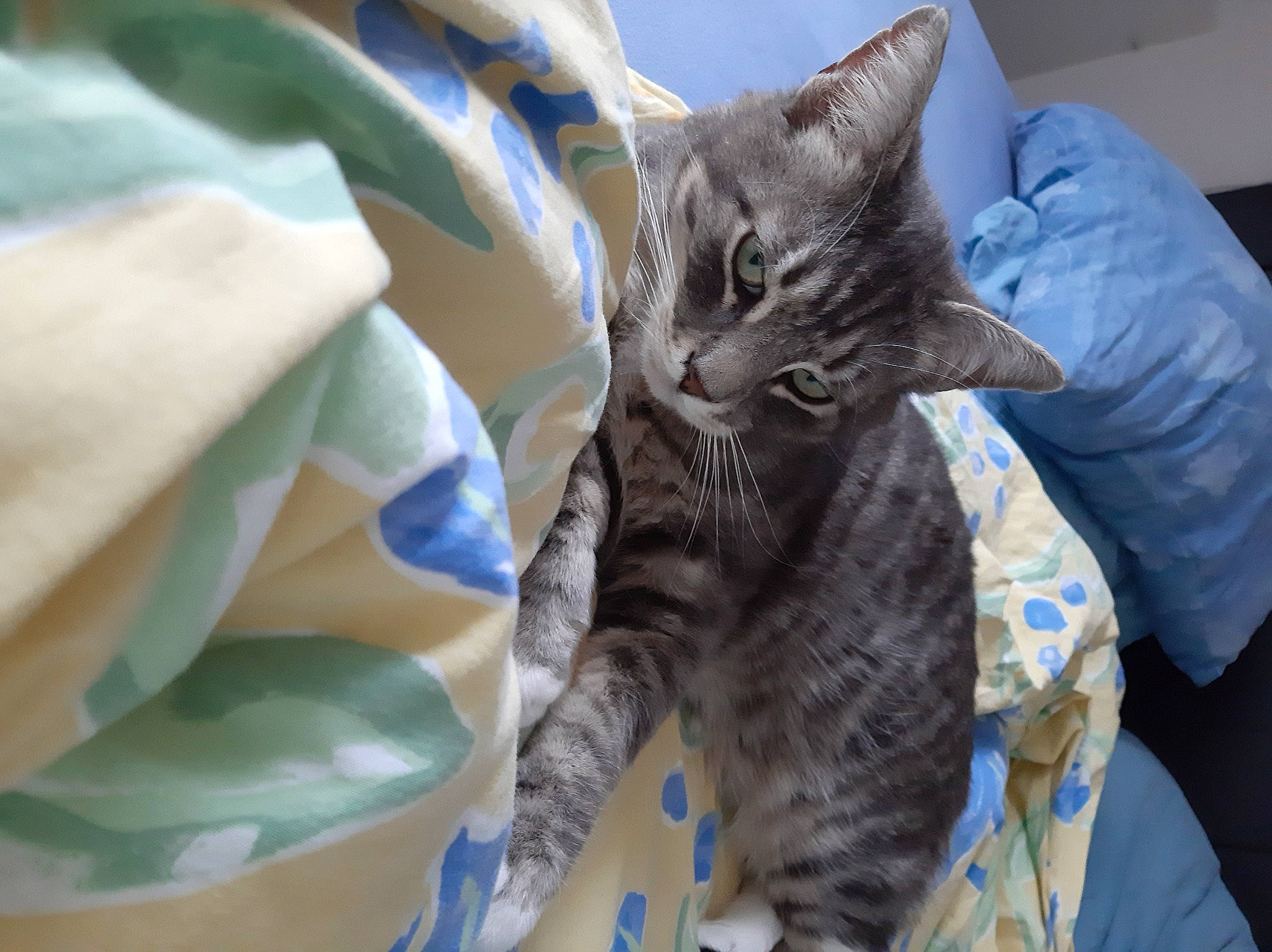 Wally a rejoint le concours — aidez-le/la à gagner de superbes lots ! bed, bedding, carnivore, cat, claw, comfort, domestic_short_haired_cat, electric_blue, felidae, fur, grey, linens, nap, russian_blue, small_to_medium_sized_cats, whiskers