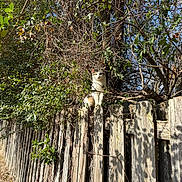 Pretty joined the competition — help win amazing prizes! cat, fence, wood, tree, branches, leaves, outdoor, daylight, sunlight, nature, animal, pet, blue_sky, rustic, wooden_fence, curious, perched, wildlife, quiet, serene