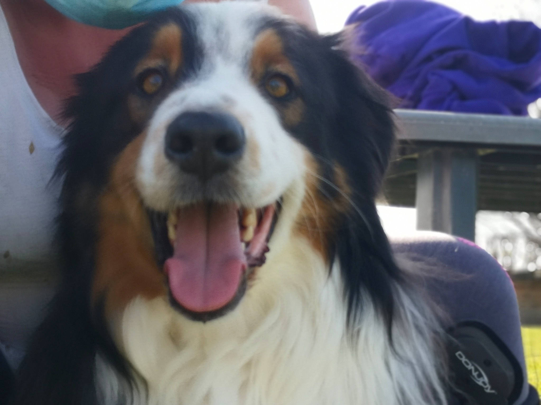 Nox participe au concours pour gagner de l'argent avec cette photo : canidae, carnivore, companion_dog, dog, dog_breed, fang, fur, happy, herding_dog, plant, smile, snout, sporting_group, terrestrial_animal, whiskers, working_dog, yawn