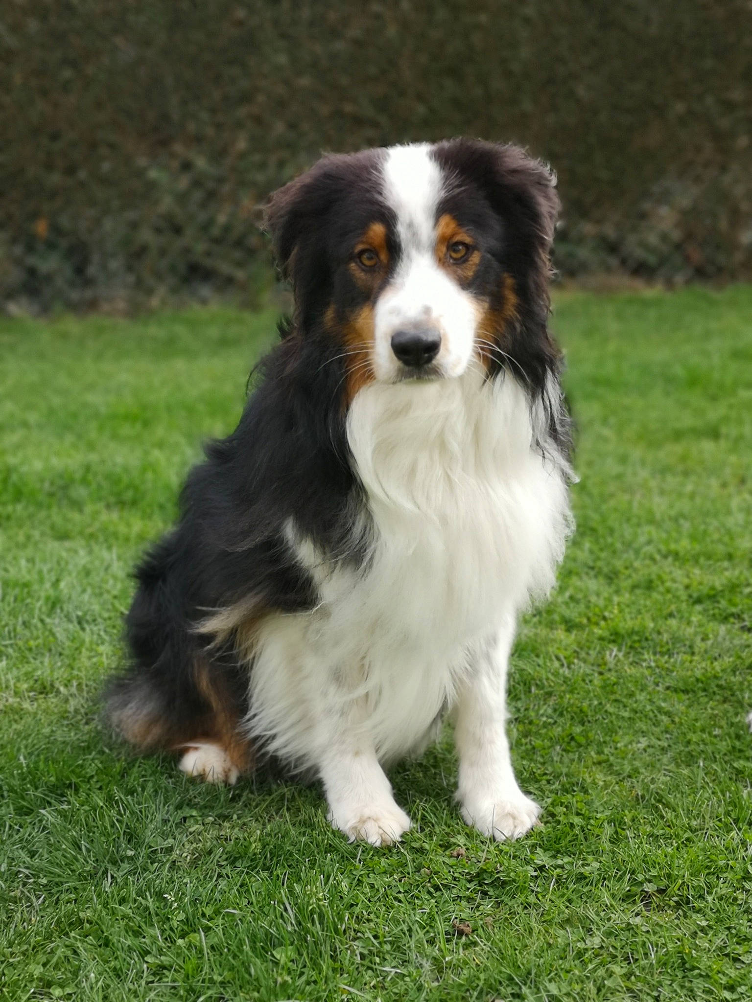 Nox a rejoint le concours — aidez-le/la à gagner de superbes lots ! australian_collie, australian_shepherd, bernese_mountain_dog, border_collie, canidae, carnivore, companion_dog, dog, dog_breed, english_shepherd, mammal, miniature_australian_shepherd, rare_breed_dog, sporting_group, vertebrate, working_dog