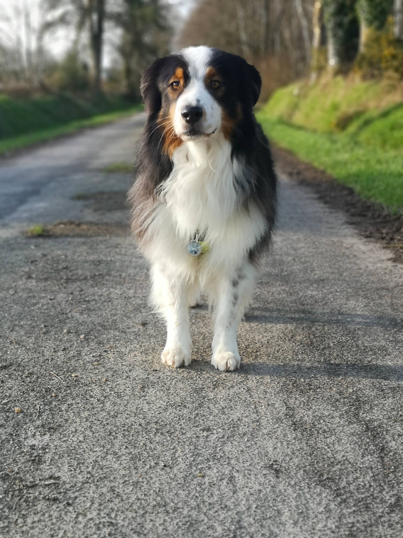 Nox participe au concours pour gagner de l'argent avec cette photo : asphalt, australian_shepherd, canidae, carnivore, companion_dog, dog, dog_breed, fur, grass, gun_dog, herding_dog, king_charles_spaniel, plant, road, road_surface, sporting_group, terrestrial_animal, tree, whiskers, working_dog