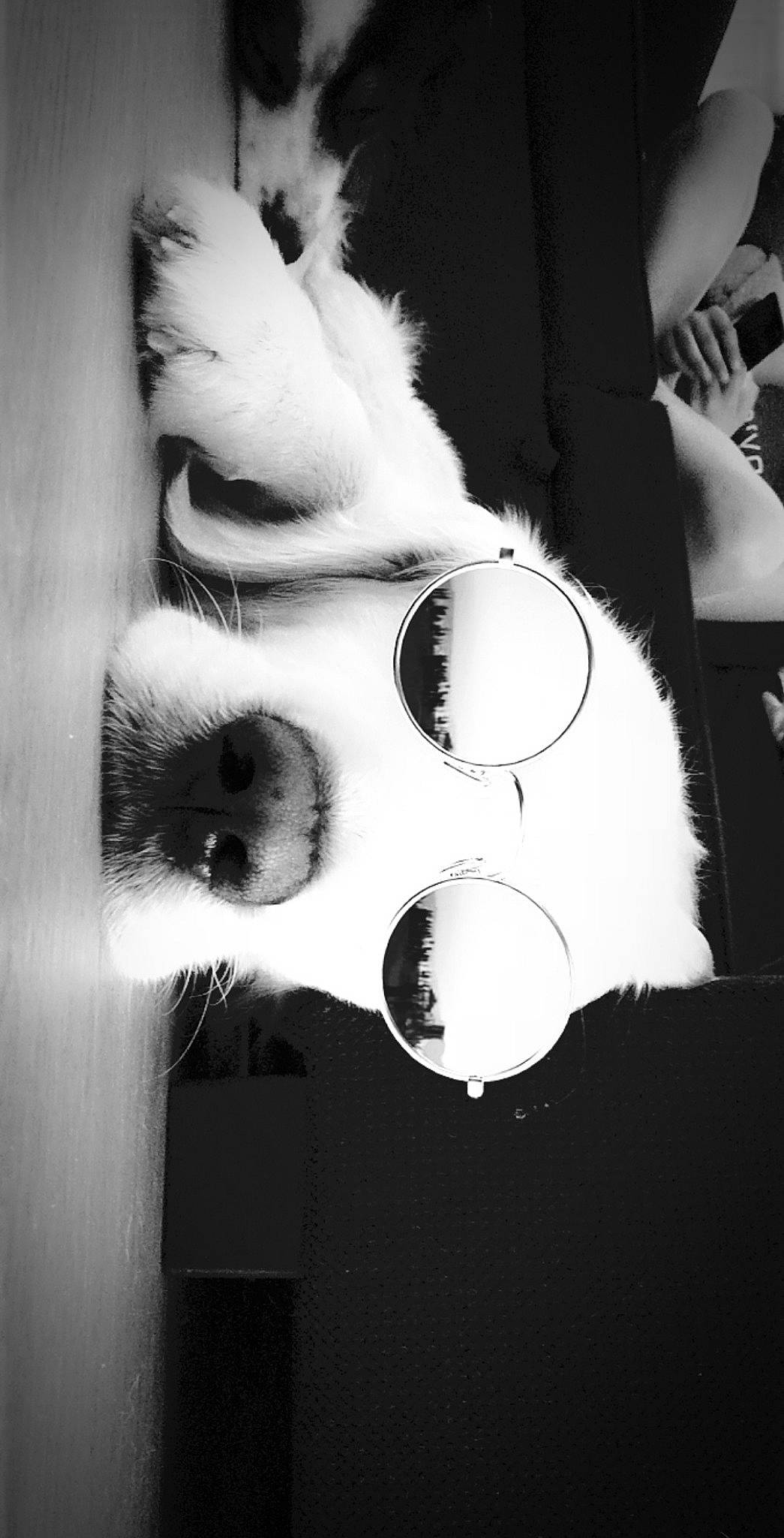 Lénon a rejoint le concours — aidez-le/la à gagner de superbes lots ! black, black_and_white, ear, fur, hand, monochrome, monochrome_photography, nose, paw, photography, snout, style, white