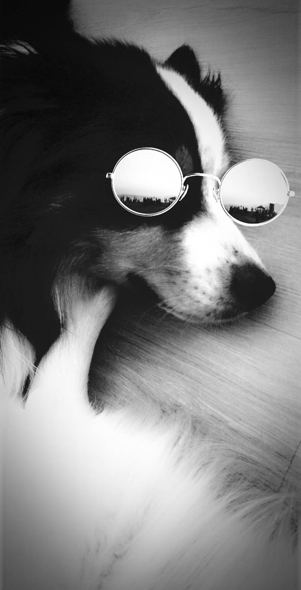 Lénon a rejoint le concours — aidez-le/la à gagner de superbes lots ! black, black_and_white, canidae, carnivore, dog, dog_breed, eye, eyewear, fur, glasses, head, monochrome, monochrome_photography, nose, photography, snout, sunglasses, vision_care, whiskers, white
