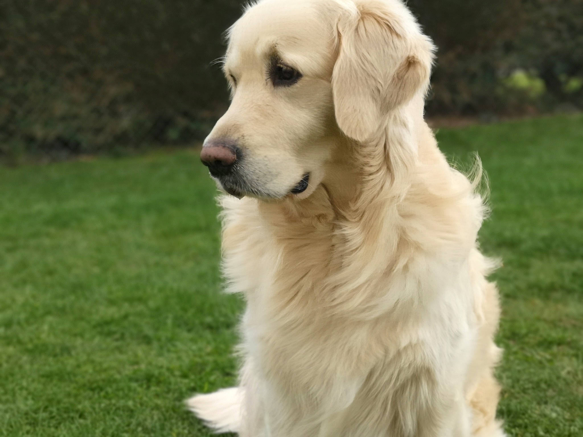 Lénon a rejoint le concours — aidez-le/la à gagner de superbes lots ! akbash_dog, canidae, carnivore, companion_dog, dog, dog_breed, flat_coated_retriever, golden_retriever, grass, great_pyrenees, labrador_retriever, livestock_guardian_dog, mammal, maremma_sheepdog, polish_tatra_sheepdog, rare_breed_dog, retriever, slovak_cuvac, sporting_group, vertebrate