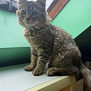 Duchess is registered to the contest to win money with this photo: animal, bell, cat, collar, curious, cute, domestic, feline, fur, green_wall, indoor, kitten, microwave, pet, sitting, tabby, whiskers, window, wood, young_animal