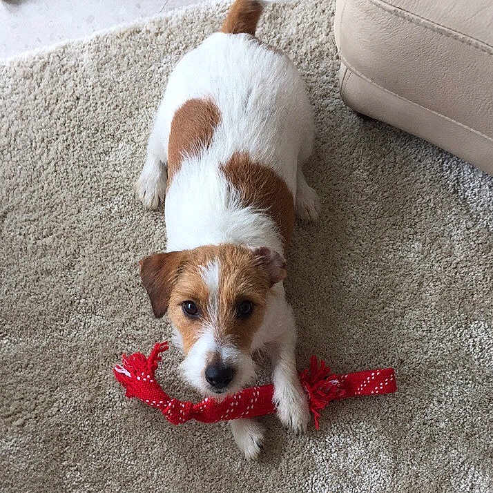 Simba joined the competition — help win amazing prizes! animal, beige, brown, canine, carpet, couch, cute, dog, fabric_toy, floor, fur, indoor, living_room, looking_up, paw, pet, playful, puppy, toy, white