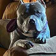 Gotti is registered to the contest to win money with this photo: dog, pet, canine, bandana, couch, indoor, muscular, ears_cropped, closeup, portrait, animal, furniture, resting, paw, brown, texture, looking, expression, domestic, companion