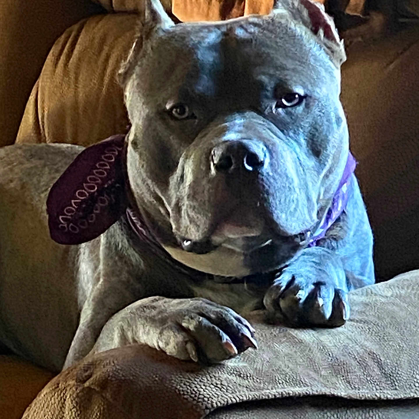 Gotti is registered to the contest to win money with this photo: dog, pet, canine, bandana, couch, indoor, muscular, ears_cropped, closeup, portrait, animal, furniture, resting, paw, brown, texture, looking, expression, domestic, companion