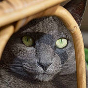 Saphir participe au concours pour gagner de l'argent avec cette photo : black_cat, cat, cat_like_mammal, close_up, domestic_short_haired_cat, eye, face, fauna, fur, korat, russian_blue, small_to_medium_sized_cats, snout, whiskers