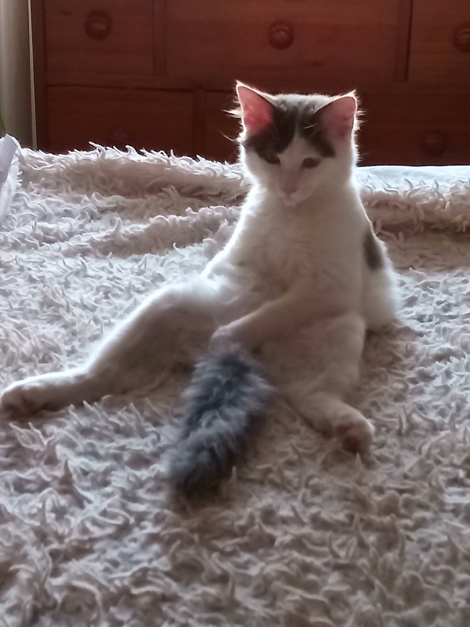 Taylor participe au concours pour gagner de l'argent avec cette photo : carnivore, cat, claw, comfort, domestic_short_haired_cat, fawn, felidae, flooring, foot, fur, hardwood, paw, sitting, small_to_medium_sized_cats, snout, tail, terrestrial_animal, whiskers, wood