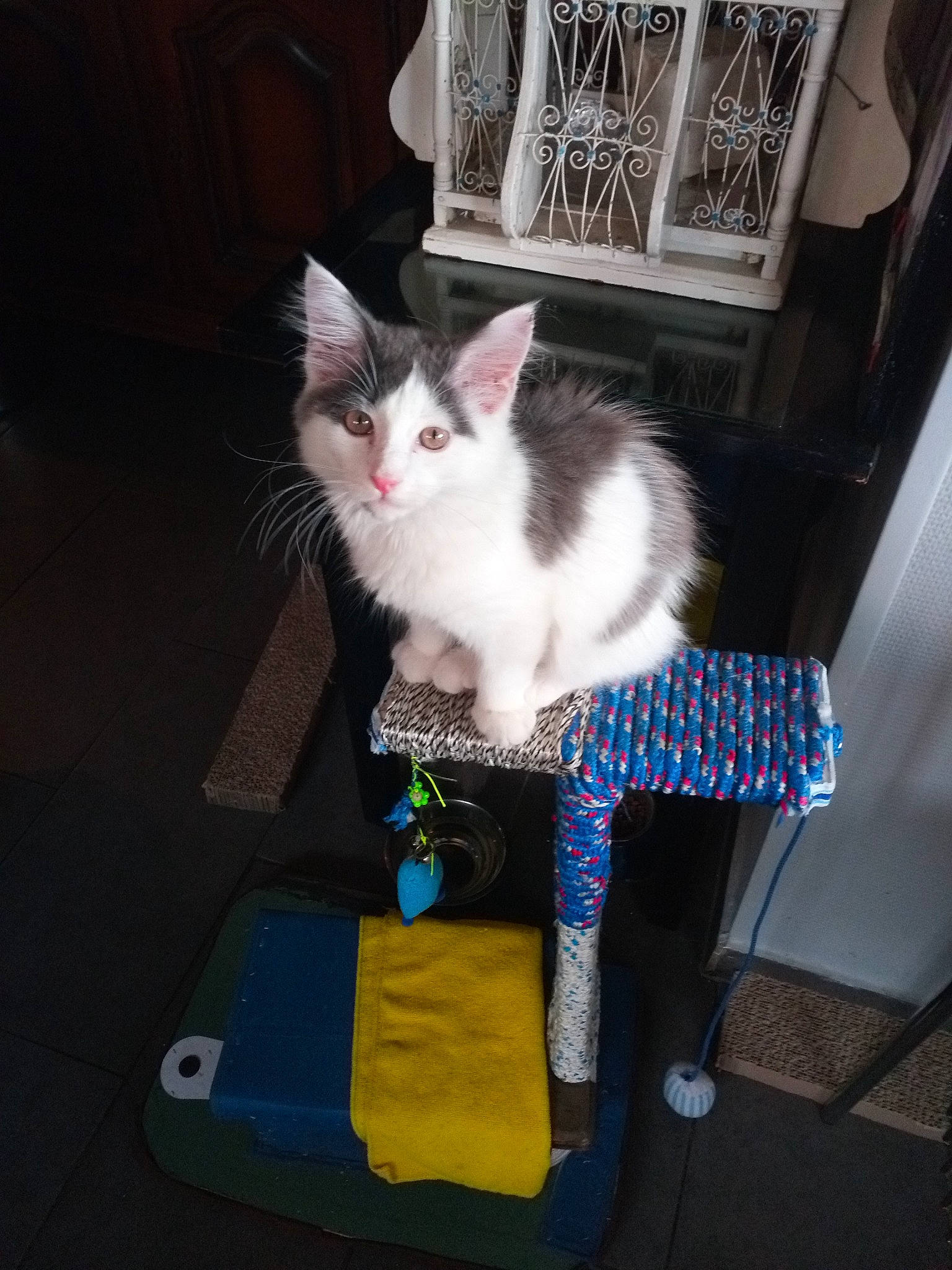 Taylor a rejoint le concours — aidez-le/la à gagner de superbes lots ! box, carnivore, cat, chair, domestic_short_haired_cat, felidae, flooring, fur, grey, hardwood, lap, shipping_box, sitting, small_to_medium_sized_cats, tail, whiskers, wood