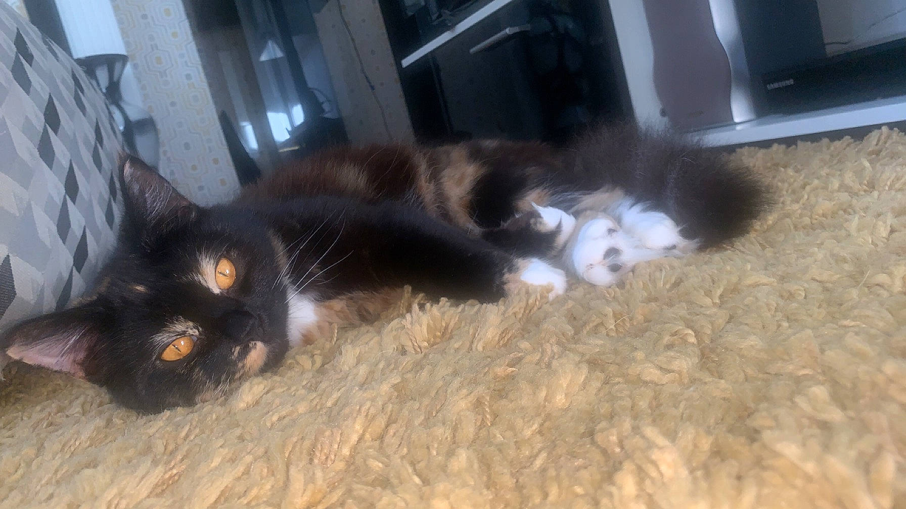 Dottie is registered to the contest to win money with this photo: brown, canidae, carnivore, cat, comfort, dog_breed, domestic_short_haired_cat, felidae, floor, flooring, fur, hardwood, mammal, small_to_medium_sized_cats, sporting_group, tail, terrestrial_animal, vertebrate, whiskers, wood