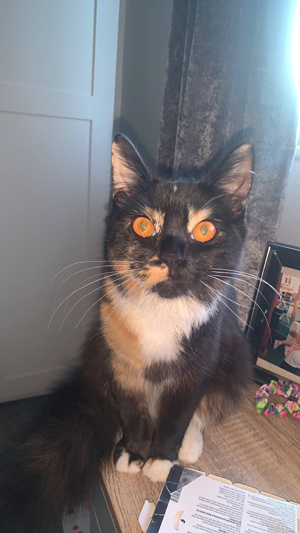 Dottie is registered to the contest to win money with this photo: box, carnivore, cat, cat_furniture, domestic_short_haired_cat, door, felidae, fur, hardwood, iris, paw, sitting, small_to_medium_sized_cats, snout, tail, watch, whiskers, window