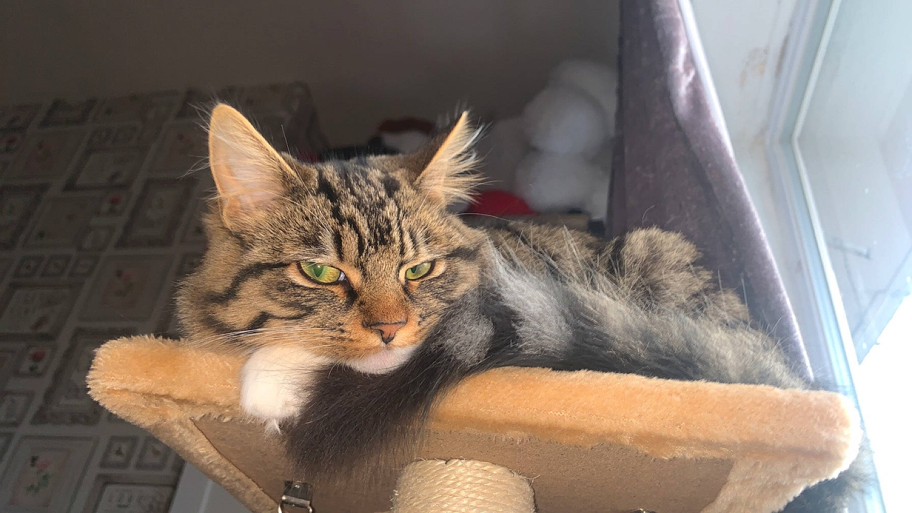 Nala joined the competition — help win amazing prizes! box, carnivore, cat, cat_supply, claw, comfort, domestic_short_haired_cat, felidae, fur, paw, sitting, small_to_medium_sized_cats, snout, tail, terrestrial_animal, whiskers, window