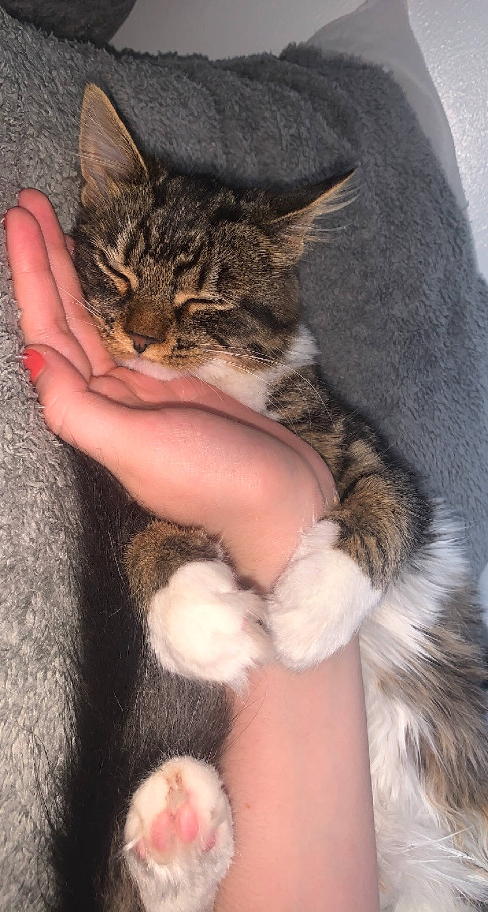 Nala joined the competition — help win amazing prizes! carnivore, cat, claw, comfort, domestic_short_haired_cat, fawn, felidae, finger, fur, gesture, nail, paw, small_to_medium_sized_cats, snout, tail, terrestrial_animal, whiskers