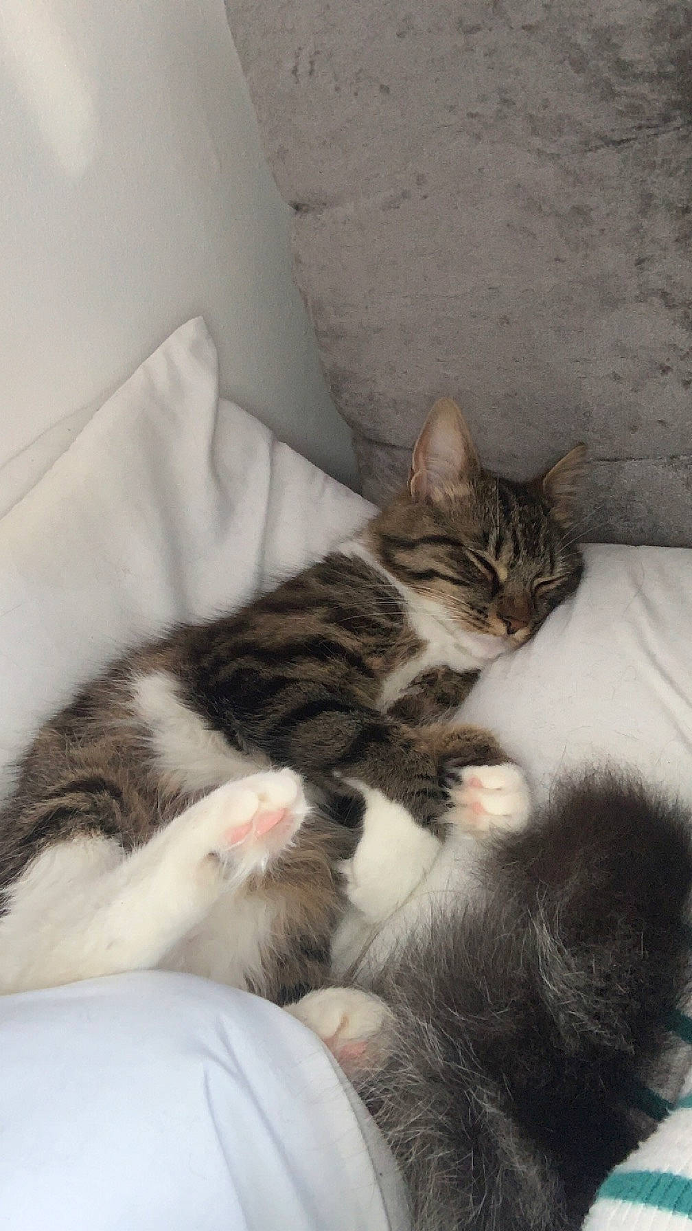 Nala joined the competition — help win amazing prizes! carnivore, cat, cat_supply, claw, comfort, domestic_short_haired_cat, felidae, fur, nap, paw, sleep, small_to_medium_sized_cats, snout, tail, terrestrial_animal, whiskers