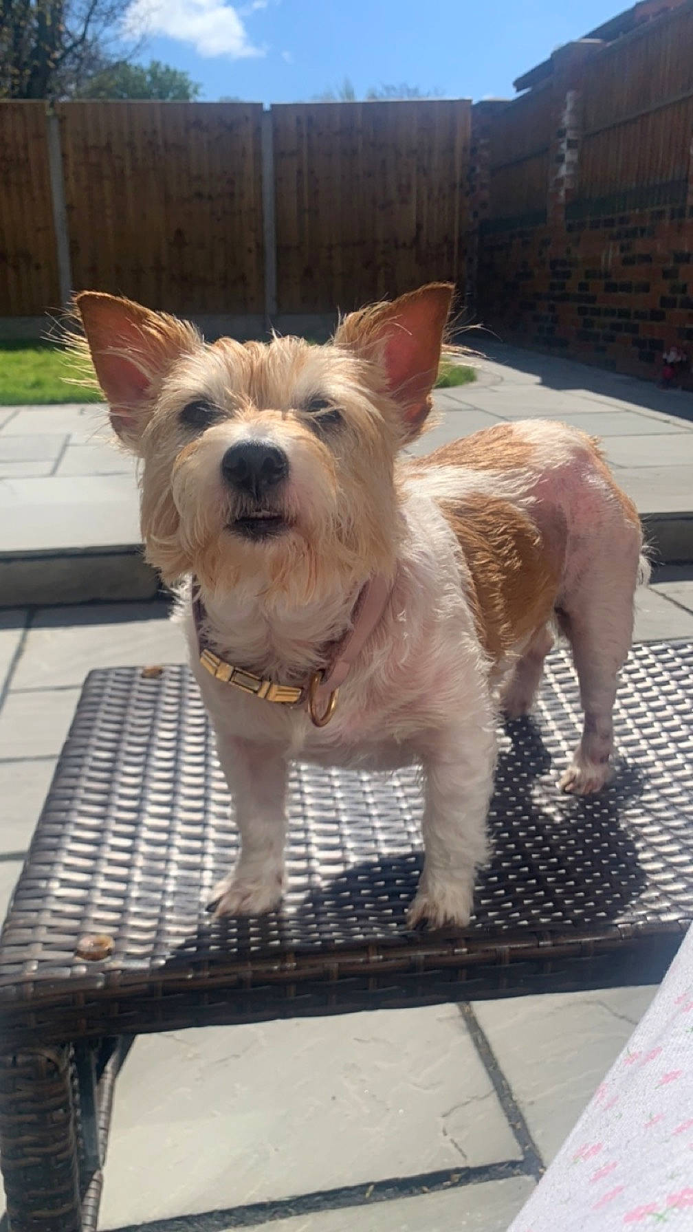 Coco is registered to the contest to win money with this photo: canidae, carnivore, collar, companion_dog, dog, dog_breed, dog_collar, dog_supply, fawn, flooring, pet_supply, plant, small_terrier, snout, sporting_group, tail, terrier, toy_dog, working_animal, working_terrier