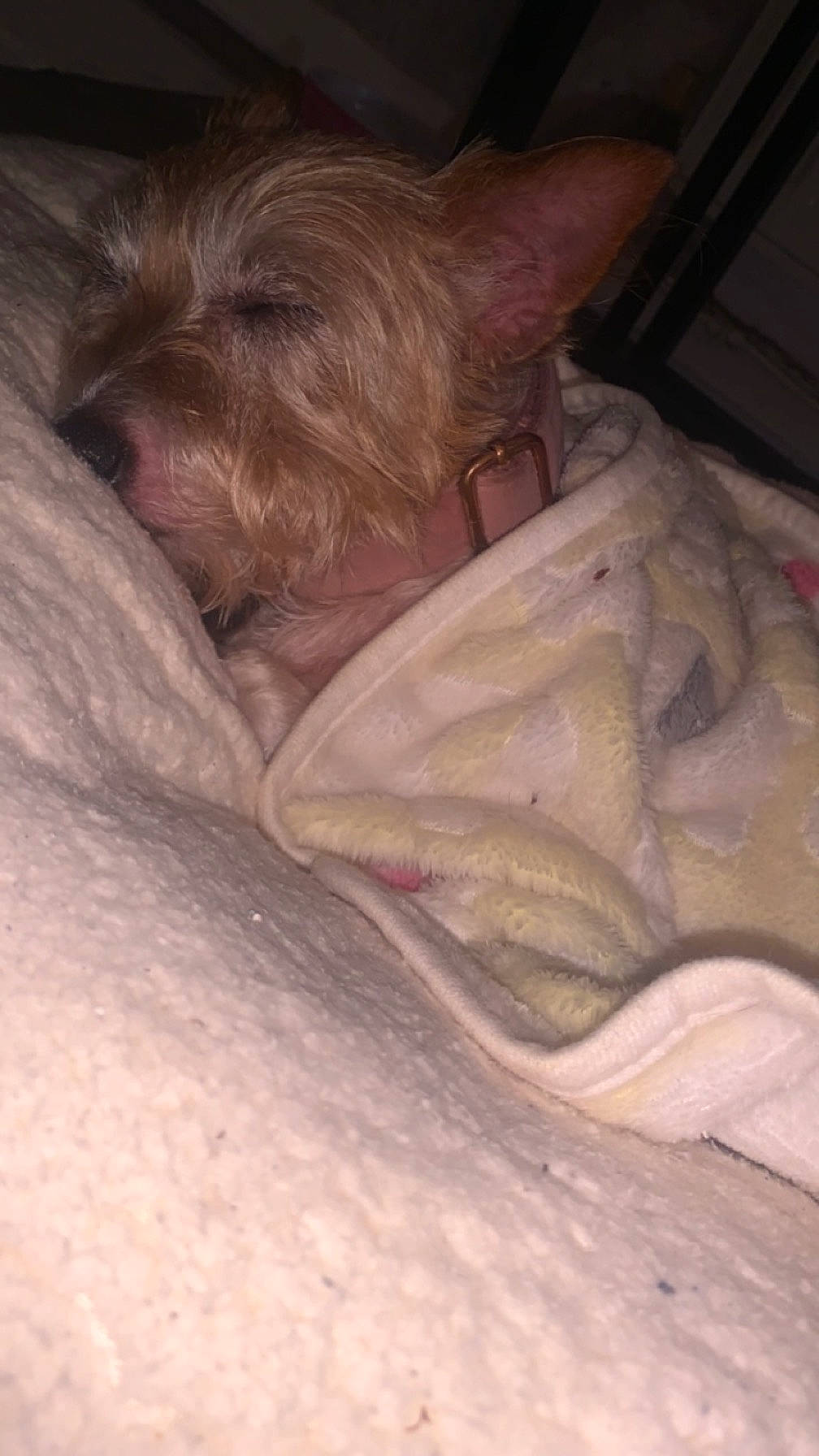 Coco joined the competition — help win amazing prizes! canidae, carnivore, comfort, companion_dog, dog, dog_breed, ear, fawn, fur, hardwood, liver, small_terrier, snout, sporting_group, terrier, toy_dog, whiskers, wood, working_animal, wrinkle