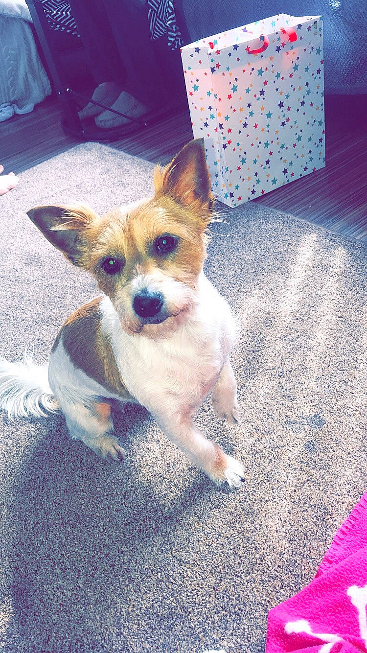 Coco joined the competition — help win amazing prizes! asphalt, canidae, carnivore, chair, companion_dog, dog, dog_breed, eye, fawn, felidae, fur, paw, road_surface, small_terrier, snout, sporting_group, tail, terrier, toy_dog, whiskers