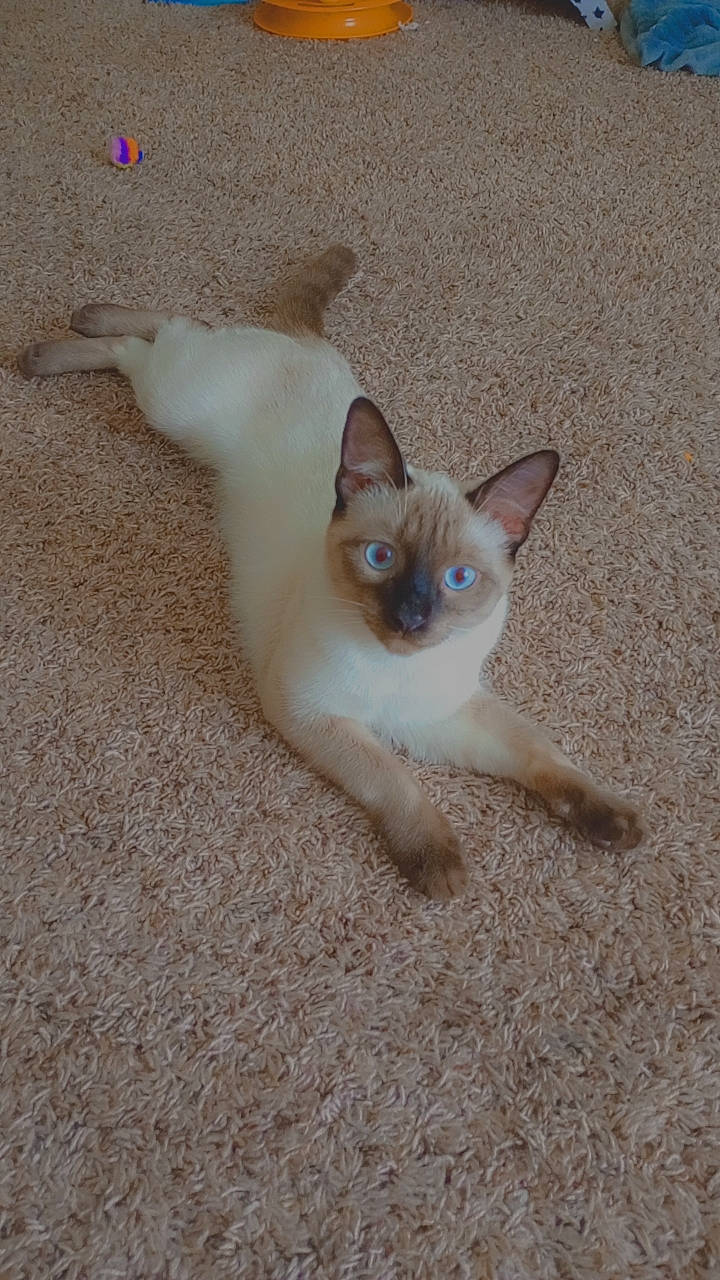 Yoda is registered to the contest to win money with this photo: balinese, carnivore, cat, domestic_short_haired_cat, eye, fawn, felidae, flooring, fur, paw, sand, siamese, small_to_medium_sized_cats, snout, tail, whiskers